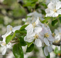 fileadmin/roha/images_galerie/Baum-natur-garten/Baeume/BAUM-APF-BLUE-0001-05-D-roha-Baum-Apfelbaum-Bluete-Knospe-Apfel-Obst-Obstbaum.png