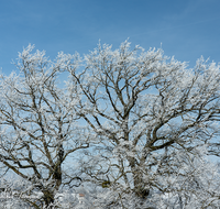 fileadmin/roha/images_galerie/Baum-natur-garten/Baeume/BAUM-EICHE-0005-01-D-roha-Baum-Eiche-Hoeglwoerth-Winter-Schnee.png