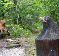 fileadmin/roha/images_galerie/orte_landschaft/Bayerisch-Gmain/BAY-GM-SPEIK-0009-1609-D-roha-Bayerisch-Gmain-Weissbach-Speik-Wanderweg-Holzkunst.png