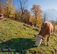 fileadmin/roha/images_galerie/Tiere/Kuh-Schaf-Pferd-Ziege/BGD-RA-LAN-0026-D-roha.png