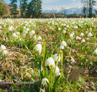 fileadmin/roha/Interessantes-in-Kurzform/BL-SCHNEEGL-0015-D-roha-Blumen-Schneegloeckchen-Fruehlingsknotenblume-Fruehling-Anger.png