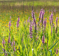 fileadmin/roha/images_galerie/Baum-natur-garten/Natur-Wildblumen-Landschaft/BL-WIESE-LOEDS-0002-D-roha-Blumenwiese-Blutweiderich-Loedensee-Ruhpolding.png