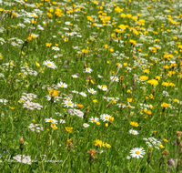 fileadmin/roha/images_galerie/Baum-natur-garten/Natur-Wildblumen-Landschaft/BL-WIESE-WILDT-0003-D-roha-Blumenwiese-Wildental-Landwirtschaft.png