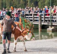 fileadmin/roha/images_galerie/brauchtum/Almabtrieb/Almabtrieb-Koenigssee/BR-ALMAB-BGD-2015-1044-01-D-roha-Brauchtum-Almabtrieb-Koenigssee-Salet-Schoenau-Fuikl.png