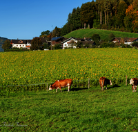 fileadmin/roha/images_galerie/Landwirtschaft/LANDW-TEIS-SCHEL-1-1098-D-M-roha-Landwirtschaft-Schoedling-Kuehe.png