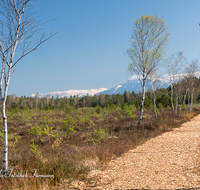 fileadmin/roha/images_galerie/orte_landschaft/Petting/Schoenramer-Moor/PE-SCHOENR-MOOR-0003-8-D-roha-Petting-Schoenramer-Moor-Weg-Fruehling-Untersberg.png