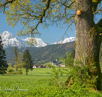 fileadmin/roha/images_galerie/orte_landschaft/Anger/Anger/AN-LANDS-0001-0-02-D-roha-Anger-Landschaft-Eiche-Fruehling-Steinhoegl-Schutzgebiet-Hochstaufen.png