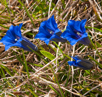 fileadmin/roha/images_galerie/Baum-natur-garten/Natur-Wildblumen-Landschaft/BL-BERG-ENZ-0006-D-roha-Blumen-Gebirge-Enzian-Gentiana-clusii.png