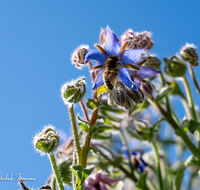 fileadmin/roha/images_galerie/Baum-natur-garten/Gemuese-Garten-Kraeuter-neu/BL-HAUSG-BORR-0009-D-roha-Blumen-Hausgarten-Borretsch-Gewuerz-Kraut-Bluete-Biene.png