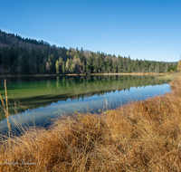 fileadmin/roha/images_galerie/orte_landschaft/Inzell/INZ-FRILL-0046-D-roha-Frillensee-Biotop-Herbst-Naturschutz.png