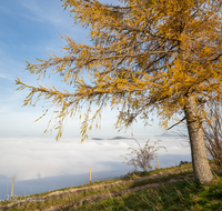 fileadmin/roha/images_galerie/orte_landschaft/Anger/Anger/Anger-Stimmung/LANDS-ANG-FUERM-0001-D-roha-Landschaft-Anger-Fuermannalm-Nebel-Laerche.png