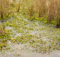 fileadmin/roha/images_galerie/orte_landschaft/Petting/Schoenramer-Moor/PE-SCHOENR-MOOR-0012-08-D-roha-Petting-Schoenramer-Moor-Herbst-Moos-Wasser.png