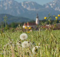 fileadmin/roha/images_galerie/orte_landschaft/Saaldorf/SAAL-0026-D-roha-Saaldorf-Kirche-Zwiebelturm-Hochstaufen-Zwiesel-Blumenwiese.png