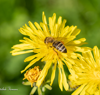 fileadmin/roha/images_galerie/Tiere/TIE-BIEN-0018-D-roha-Tiere-Insekten-Honig-Biene-Apis-mellifera-Pollen-Habichtskraut.png