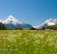 fileadmin/roha/images_galerie/orte_landschaft/Berchtesgaden/Watzmann/BGD-WATZ-HOCHK-0004-D-roha-Berchtesgaden-Watzmann-Hochkalter-Fruehling-Aschauer-Weiher-Blumenwiese.png