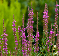 fileadmin/roha/images_galerie/Baum-natur-garten/Natur-Wildblumen-Landschaft/BL-BLUTW-0001-D-roha-Blumen-Blutweiderich-lila-Lythrum-salicaria.png