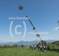 fileadmin/roha/images_galerie/brauchtum/Maibaum/Piding-Johannishoegl/BR-MAIB-PID-JOH-0004-1350-01-01-D-roha-Brauchtum-Maibaum-Piding-Johannishoegl-Salzburg.jpg