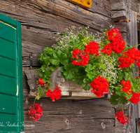 fileadmin/roha/images_galerie/Baum-natur-garten/Haus-Blumenschmuck-Deko/LANDA-BLUMENSCHM-0047-D-roha-Landart-Blumenschmuck-Geranien-Eggerkaser-Unken-Heutal-Hochalm.png