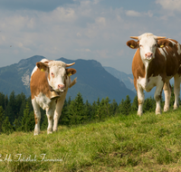 fileadmin/roha/images_galerie/orte_landschaft/Stoisser-Alm/TEI-STO-KUH-0009-01-D-roha-Teisendorf-Anger-Stoisser-Alm-Kuh.png