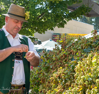 fileadmin/roha/images_galerie/kulinarisch/Wieninger/WIENINGER-HOPF-FEST-2023-1539-03-D-roha-Wieninger-Hopfenzupferfest.png