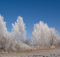 fileadmin/roha/images_galerie/orte_landschaft/Saaldorf/WINT-ABTSD-0002-D-roha-Winter-Abtsdorfer-See-Ufer-Birke-Rauhreif.png