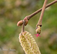 fileadmin/roha/images_galerie/Baum-natur-garten/Baeume/BAUM-HASELN-0005-01-D-roha-Baum-Strauch-Haselnuss-Bluete-maennlich-weiblich-Corylus-avellana.png