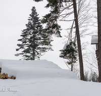 fileadmin/roha/images_galerie/Baum-natur-garten/Baeume/BAUM-WINT-WALD-0007-D-roha-Baum-Winter-Wald-Schnee-Ganter-Holz.png