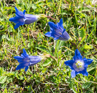 fileadmin/roha/images_galerie/Baum-natur-garten/Natur-Wildblumen-Landschaft/BL-BERG-ENZ-0017-D-roha-Blumen-Gebirge-Enzian-Gentiana-clusii-Bindalm.png