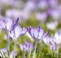 fileadmin/roha/images_galerie/Hintergrund-Download/1280x1024/BL-KROK-0039-7986-D-roha-Blumen-Krokus-Fruehling-blau-lila-crocus.png