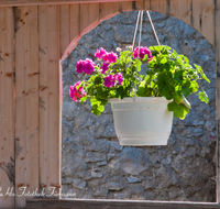 fileadmin/roha/images_galerie/Baum-natur-garten/Haus-Blumenschmuck-Deko/LANDA-BLUMENSCHM-GEIGL-SCHRECKA-0001-D-roha-Landart-Blumenschmuck-Geigelstein-Schreckalm-Geranie.png