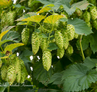 fileadmin/roha/images_galerie/Landwirtschaft/LANDW-HOPF-0018-D-roha-Landwirtschaft-Hopfen-Pflanze-Dolde-Bier.png