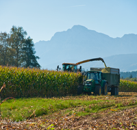 fileadmin/roha/images_galerie/Landwirtschaft/LANDW-MASCH-MAIS-0031-D-roha-Landwirtschaft-Mais-haeckseln-Ernte-Hochstaufen.png