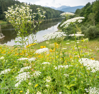 fileadmin/roha/images_galerie/orte_landschaft/Petting/PE-SURSP-0015-D-roha-Petting-Teisendorf-Surspeicher-Wasser-Blumenwiese-Hochstaufen-Zwiesel.png