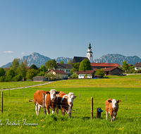 fileadmin/roha/images_galerie/orte_landschaft/Teisendorf/Weildorf/TEI-WEI-0004-1-D-roha-Teisendorf-Weildorf-Kirche-Kuh-Hochstaufen-Zwiesel.png