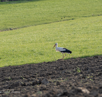 fileadmin/roha/images_galerie/Tiere/TIE-VOEG-STOR-0001-1830-01-D-roha-Tier-Vogel-Weiss-Storch-Ciconia-ciconia.png