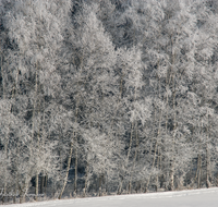 fileadmin/roha/images_galerie/Baum-natur-garten/Baeume/BAUM-WINT-WALD-0005-D-roha-Baum-Winter-Wald.png