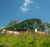 fileadmin/roha/images_galerie/Tiere/Kuh-Schaf-Pferd-Ziege/BGD-JENN-GOTZ-KUH-0001-D-roha-Berchtesgaden-Jenner-Gotzen-Alm-Kuh.png