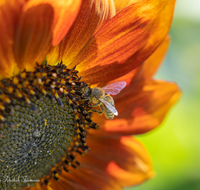 fileadmin/roha/images_galerie/Baum-natur-garten/Blumengarten-Blumen/BL-HAUSG-SONNEBL-0033-03-D-roha-Blumen-Hausgarten-Sonnenblume-Biene-Apis-mellifera.png