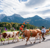 fileadmin/roha/images_galerie/brauchtum/Almabtrieb/Almabtrieb-Koenigssee/BR-ALMAB-BGD-2015-1227-02-D-roha-Brauchtum-Almabtrieb-Koenigssee-Salet-Schoenau-Fuikl-Kuh-Glocke.png