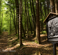 fileadmin/roha/images_galerie/kirche_religion/Ainring-Kreuzweg/KKKM-AINR-KR-05-0034-4-D-roha-Kreuzweg-Ainring-Ulrichshoegl-Wald-Weg-Fruehling.png