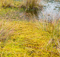 fileadmin/roha/images_galerie/orte_landschaft/Petting/Schoenramer-Moor/PE-SCHOENR-MOOR-0012-02-D-roha-Petting-Schoenramer-Moor-Herbst-Moos-Wasser.png