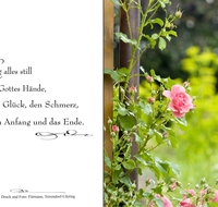 fileadmin/roha/images_trauerdruck/trauerdruck2/Trauerdruck2-60-Bilder-1/Sterbebild-Rose-an-der-Pergola.jpg