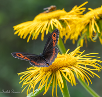 fileadmin/roha/images_galerie/Tiere/Insekten/TIE-SCHMETT-WEI-MO-0004-D-roha-Tier-Schmetterling-Mohrenfalter.png