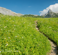 fileadmin/roha/images_galerie/wege/BGD-NAT-FUNT-WEG-0003-D-roha-Berchtesgaden-Nationalpark-Steinernes-Meer-Schottmalhorn-Weg-Blumenwiese.png