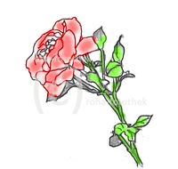 fileadmin/roha/images_galerie/Clipart/BL-HAUSG-ROSE-0015-1-D-roha-Clipart-Rose.jpg