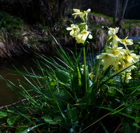 fileadmin/roha/images_galerie/Baum-natur-garten/Natur-Wildblumen-Landschaft/BL-SCHLUESS-0020-D-roha-Blumen-Schluesselblume-gelb-Fruehling-Primula-veris-Bach.png