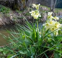 fileadmin/roha/images_galerie/Baum-natur-garten/Natur-Wildblumen-Landschaft/BL-SCHLUESS-0020-D-roha-Blumen-Schluesselblume-gelb-Fruehling-Primula-veris-Bach.png