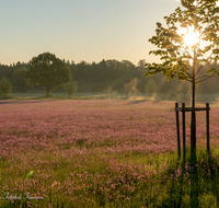 fileadmin/roha/images_galerie/Baum-natur-garten/Natur-Wildblumen-Landschaft/BL-WIESE-TEIS-PAT-SO-0002-D-roha-Blumenwiese-Patting-Teisendorf-Sonnenaufgang.png