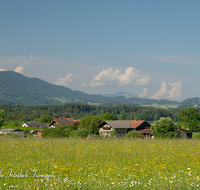 fileadmin/roha/images_galerie/orte_landschaft/Teisendorf/Weildorf/TEI-ARN-0001-D-roha-Teisendorf-Arnolding-Blumenwiese-Teisenberg.png