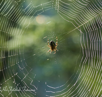 fileadmin/roha/images_galerie/Tiere/TIE-SPIN-0004-D-roha-Tiere-Spinne-Spinnennetz.png